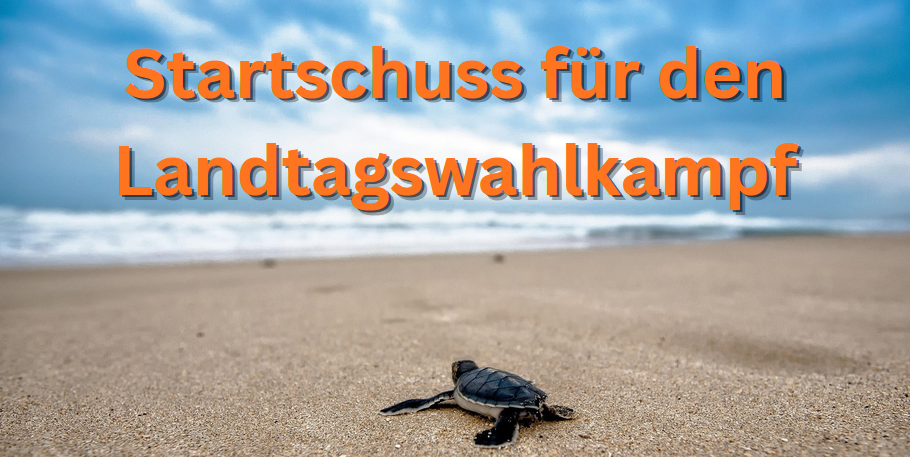 Schildkrötenbaby auf dem Weg zum Meer